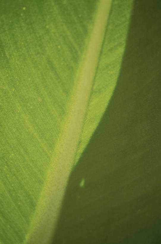 无人,竖图,俯视,室外,特写,白天,旅游,度假,美景,植物,叶子,一片,纹理,景观,绿叶,娱乐,绿色,自然,享受,休闲,嫩叶,景色,放松,自然风光,肌理,叶,叶片,叶脉,彩图,高角度拍摄