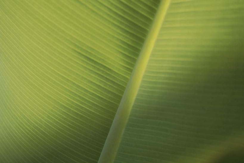 无人,横图,俯视,室外,特写,白天,旅游,度假,美景,植物,叶子,一片,纹理,景观,绿叶,娱乐,绿色,自然,享受,休闲,嫩叶,景色,放松,自然风光,肌理,叶,叶片,叶脉,彩图,高角度拍摄