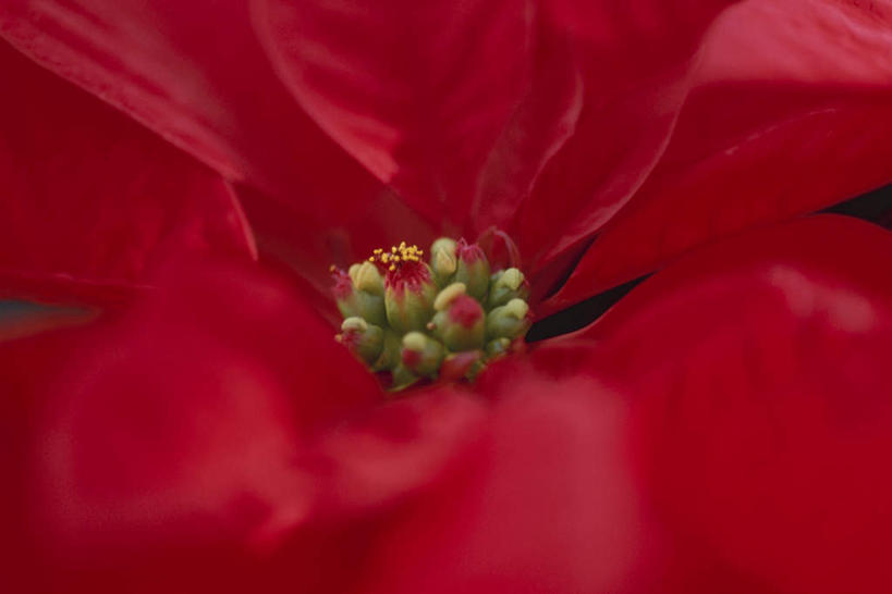 无人,横图,俯视,室外,特写,白天,旅游,度假,美景,朦胧,模糊,盛开,景观,圣诞红,一品红,花蕾,娱乐,花,花瓣,花朵,鲜花,一朵,红色,自然,花苞,花蕊,圣诞花,享受,休闲,景色,放松,猩猩木,绿洲,自然风光,彩图,高角度拍摄