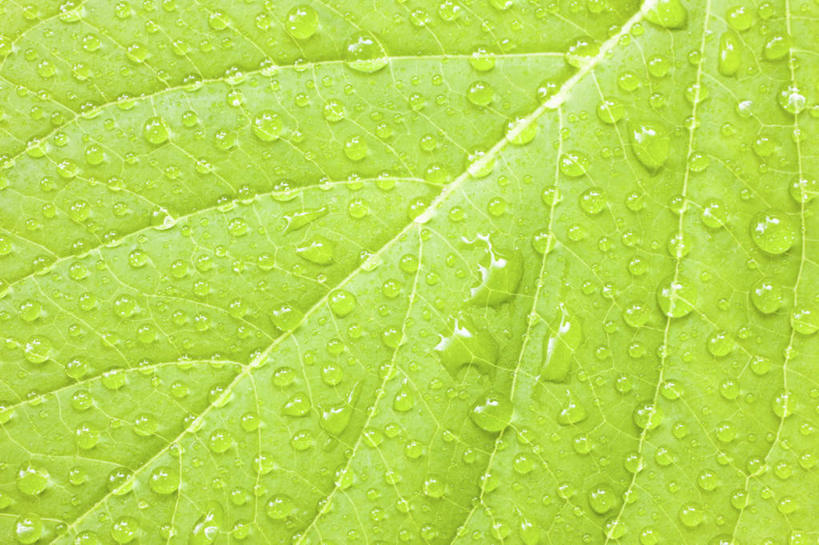 无人,横图,俯视,室外,特写,白天,水,叶子,许多,条纹,散落,透明,纹理,液体,水滴,绿叶,水珠,露珠,嫩叶,生机,肌理,灵动,叶,叶片,叶脉,彩图,高角度拍摄