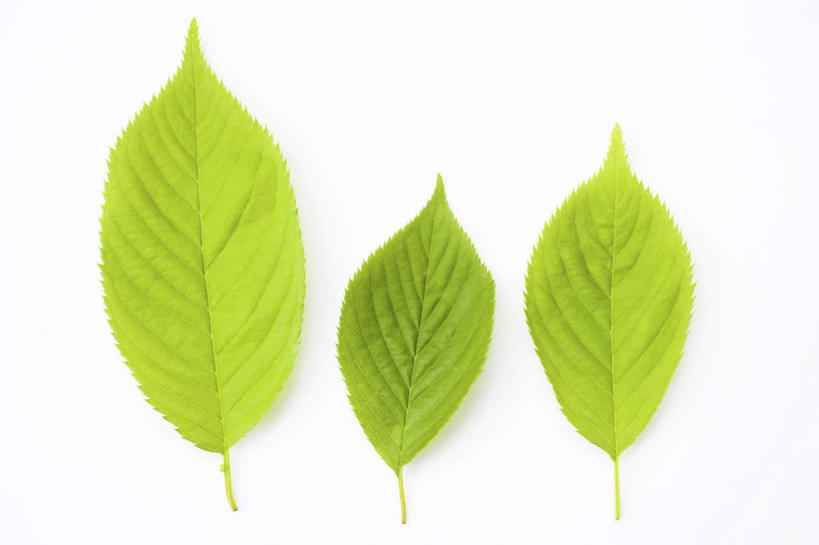 无人,横图,俯视,室内,特写,白天,白色背景,叶子,一排,条纹,整齐,纹理,绿叶,三片,排列,嫩叶,摄影,影棚,队列,肌理,叶,叶片,叶脉,彩图,高角度拍摄,影棚拍摄,拍摄