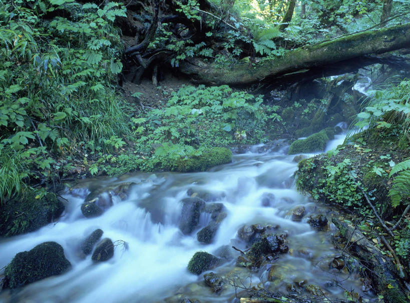 无人,横图,俯视,室外,白天,旅游,度假,河流,美景,树林,水,植物,日本,亚洲,倒,湍急,河水,景观,水流,苔藓,娱乐,树,树木,绿色,小溪,自然,溪水,享受,休闲,景色,放松,生长,成长,自然风光,东亚,本州,本州岛,日本国,青森,青森县,东北地方,彩图,高角度拍摄