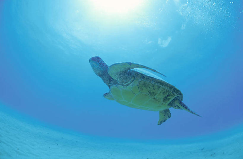 无人,游泳池,横图,室外,白天,仰视,旅游,度假,岛屿,海底,水下,美景,太阳,夏威夷,美国,景观,水底,娱乐,阳光,自然,享受,休闲,景色,放松,游,海底世界,北美,北美洲,自然风光,美洲,夏威夷岛,夏威夷州,爱洛哈之州,北亚美利加洲,亚美利加洲,大岛,海床,列岛,群岛,诸岛,海龟,彩图,低角度拍摄,全身