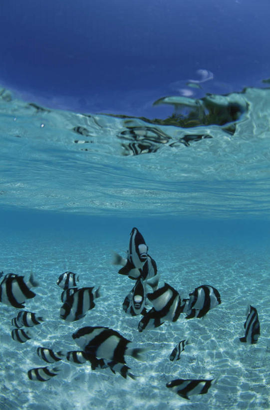 海鲜,无人,竖图,室外,白天,仰视,旅游,度假,海底,水下,美景,热带鱼,马尔代夫,亚洲,许多,阴影,光线,影子,景观,水底,娱乐,水产,海洋生物,白色,黑色,阳光,自然,享受,休闲,景色,放松,海底世界,雀鲷,自然风光,水生动物,海产品,南亚,水生物,海底动物,马尔代夫共和国,观赏鱼,海床,半身,彩图,低角度拍摄