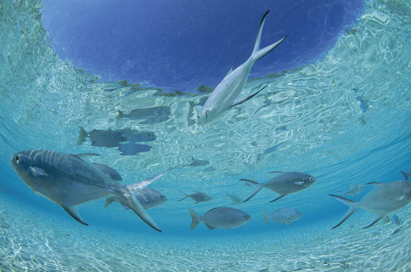 海鲜,无人,横图,室外,白天,仰视,旅游,度假,海浪,海洋,美景,马尔代夫,亚洲,许多,阴影,光线,鱼,影子,景观,浪花,银色,娱乐,水产,鱼类,海洋生物,阳光,自然,海水,享受,休闲,景色,放松,自然风光,水生动物,海产品,南亚,水生物,海景,海底动物,马尔代夫共和国,鲳鲹,名贵,大海,风浪,海,海水的波动,近岸浪,涌浪,彩图,低角度拍摄,全身