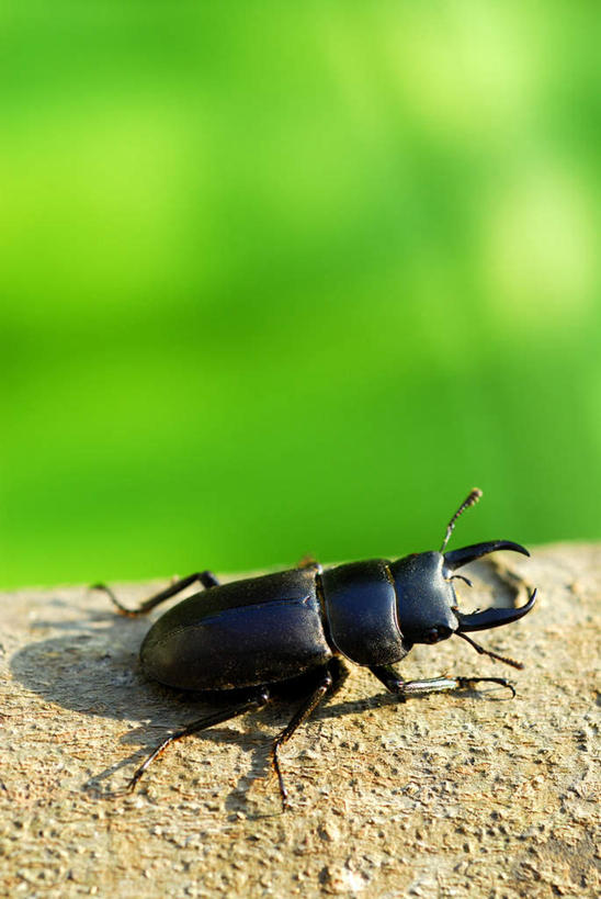 无人,竖图,俯视,室外,特写,白天,旅游,度假,美景,神奈川,日本,亚洲,阴影,朦胧,模糊,光线,昆虫,影子,景观,神奈川县,娱乐,一个,黑色,阳光,自然,动物,享受,休闲,爬,景色,放松,单个,自然风光,甲虫,爬着,益虫,东亚,本州,关东地方,本州岛,日本国,锹虫,锹形虫,锹形甲虫,鹿角虫,彩图,高角度拍摄,全身