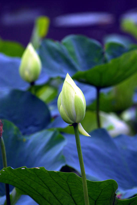 无人,竖图,室外,特写,白天,正面,旅游,度假,纯洁,美景,莲花,叶子,神奈川,日本,亚洲,朦胧,模糊,景观,绿叶,神奈川县,娱乐,绿色,自然,花蕊,享受,休闲,嫩叶,景色,放松,富贵,神圣,自然风光,东亚,纯净,本州,关东地方,本州岛,日本国,六月花神,正直,荷花,六月春,藕花,水芙蓉,叶,叶片,彩图