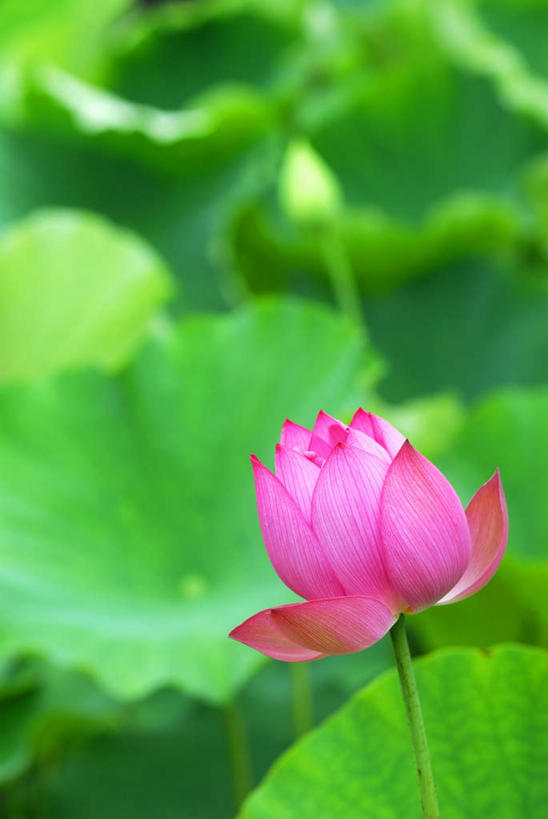 无人,竖图,室外,特写,白天,正面,旅游,度假,纯洁,美景,植物,莲花,叶子,神奈川,日本,亚洲,朦胧,模糊,盛开,景观,绿叶,神奈川县,娱乐,花,花瓣,花朵,花卉,鲜花,一朵,粉色,自然,花蕊,享受,休闲,嫩叶,景色,放松,富贵,神圣,自然风光,东亚,纯净,本州,关东地方,本州岛,日本国,六月花神,正直,荷花,六月春,藕花,水芙蓉,叶,叶片,彩图