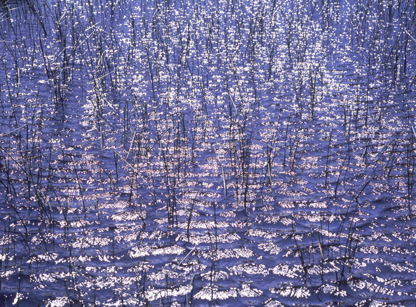 无人,横图,俯视,室外,白天,旅游,度假,美景,芦苇,叶子,静冈县,日本,亚洲,许多,阴影,波纹,光线,影子,景观,粽叶,绿叶,娱乐,水纹,阳光,自然,波浪,享受,休闲,嫩叶,景色,放松,自然风光,东亚,本州,本州岛,日本国,中部地方,静冈,箬叶,芦苇叶,叶,叶片,彩图,高角度拍摄