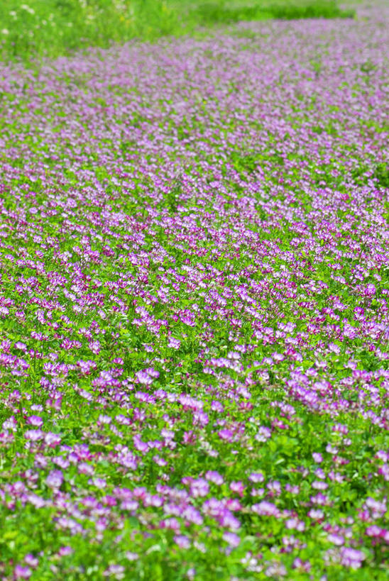 无人,竖图,俯视,室外,特写,白天,旅游,度假,花海,花圃,美景,植物,叶子,神奈川,日本,亚洲,许多,盛开,景观,绿叶,神奈川县,花蕾,娱乐,花,花瓣,花朵,花卉,鲜花,粉色,绿色,自然,花丛,花田,花苞,花蕊,享受,休闲,嫩叶,景色,放松,生长,成长,自然风光,东亚,紫云英,红花草,本州,关东地方,本州岛,日本国,翘摇,叶,叶片,彩图,高角度拍摄