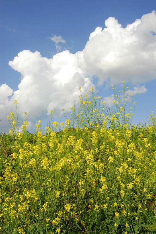 无人,竖图,室外,白天,仰视,旅游,度假,花海,花圃,美景,植物,连翘,叶子,神奈川,日本,亚洲,许多,阴影,盛开,光线,影子,景观,云,云朵,绿叶,神奈川县,花蕾,云彩,娱乐,花,花瓣,花朵,花卉,鲜花,黄色,蓝色,绿色,白云,蓝天,天空,阳光,自然,花丛,花田,天,花苞,花蕊,享受,休闲,嫩叶,景色,放松,生长,晴朗,成长,自然风光,东亚,本州,关东地方,本州岛,日本国,叶,叶片,晴空,青翘,落翘,连壳,黄奇丹,黄花条,彩图,低角度拍摄