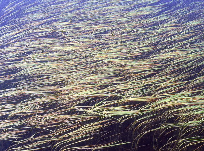 无人,横图,俯视,室外,白天,旅游,度假,河流,美景,水,芦苇,叶子,日本,亚洲,河水,景观,水流,绿叶,娱乐,自然,享受,休闲,嫩叶,景色,放松,自然风光,东亚,本州,本州岛,日本国,东北地方,山形,山形县,芦芛,叶,叶片,彩图,高角度拍摄