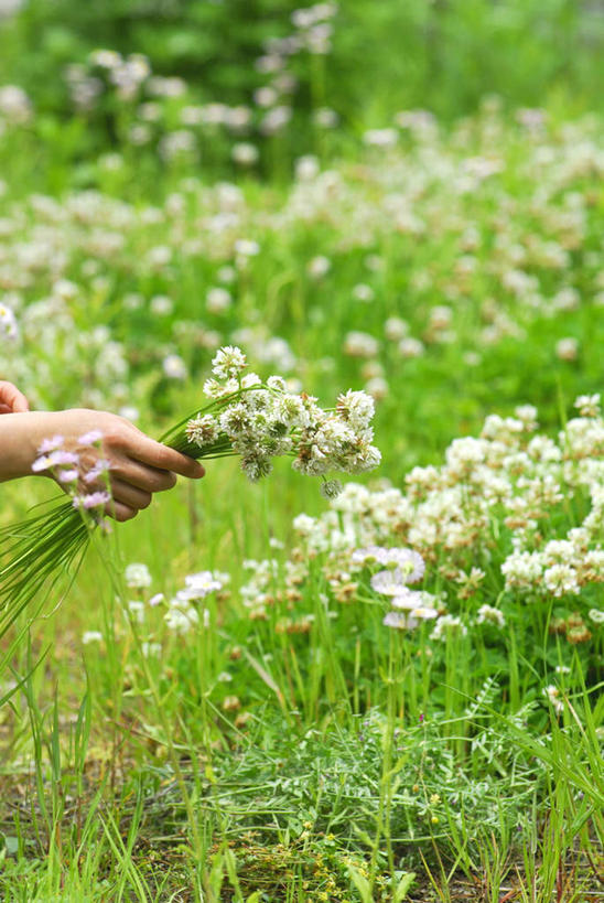 东方人,手,一个人,站,竖图,俯视,室外,特写,白天,爱情,自由,幸福,草地,草坪,植物,亚洲,仅一个年轻女性,仅一个女性,仅一个人,朦胧,模糊,盛开,花环,三叶草,拿,花蕾,拿着,黄种人,草,花,花瓣,花朵,鲜花,绿色,白色,花苞,花蕊,站着,手部,希望,单手,和平,车轴草,苜蓿,统一,团结,年轻女性,女人,女性,亚洲人,站立,半身,彩图,高角度拍摄