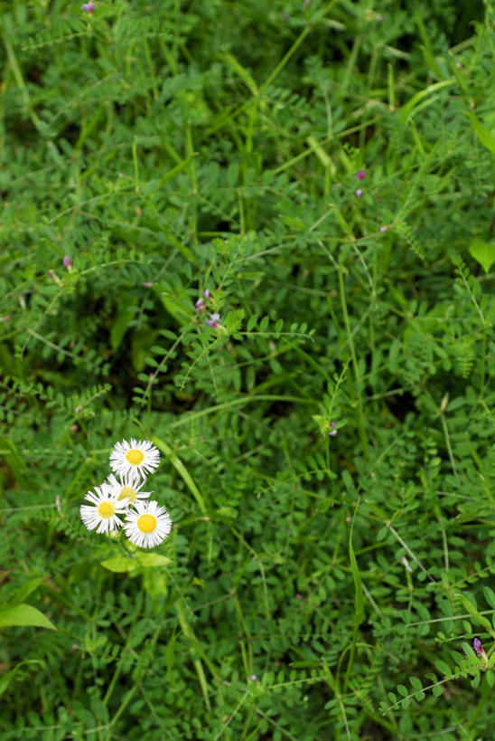 无人,竖图,俯视,室外,特写,白天,旅游,度假,美景,植物,叶子,神奈川,日本,亚洲,三朵,盛开,景观,绿叶,玛格丽特,神奈川县,娱乐,雏菊,花,花瓣,花朵,花卉,鲜花,白色,自然,花蕊,享受,休闲,嫩叶,菊花,景色,放松,自然风光,东亚,本州,关东地方,本州岛,日本国,延命菊,幸福花,春菊,马兰头花,叶,叶片,彩图,高角度拍摄