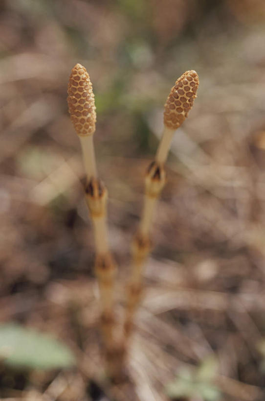 无人,竖图,俯视,室外,特写,白天,旅游,度假,美景,朦胧,模糊,景观,娱乐,两个,自然,享受,休闲,景色,放松,自然风光,问荆,接续草,公母草,搂接草,空心草,马蜂草,猪鬃草,黄蚂草,节节草,接骨草,彩图,高角度拍摄