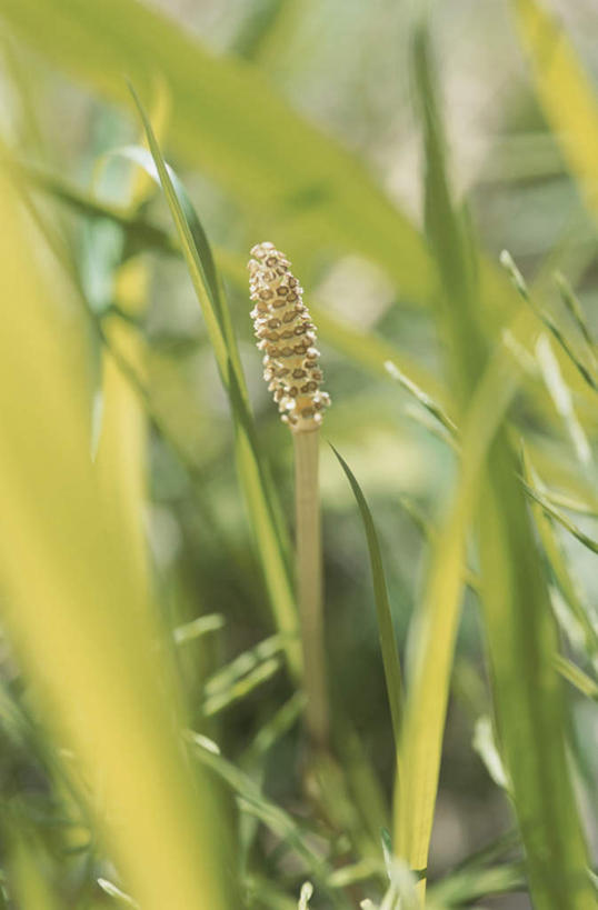 无人,竖图,俯视,室外,特写,白天,旅游,度假,草地,草坪,美景,植物,阴影,朦胧,模糊,光线,影子,景观,娱乐,草,一个,绿色,阳光,自然,享受,休闲,景色,放松,单个,自然风光,问荆,接续草,公母草,搂接草,空心草,马蜂草,猪鬃草,黄蚂草,节节草,接骨草,彩图,高角度拍摄