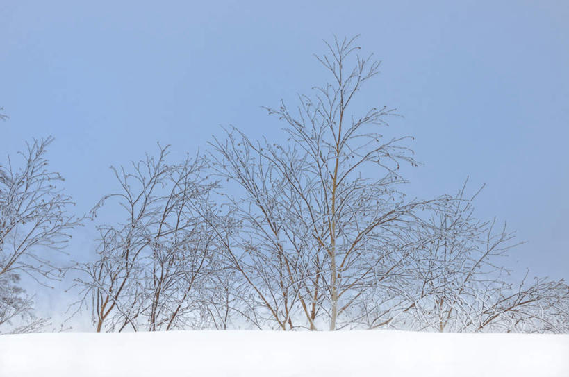 无人,横图,室外,白天,仰视,旅游,度假,美景,树林,雪,植物,大雪,北海道,日本,亚洲,积雪,景观,雪景,云,云朵,冬季,冬天,云彩,娱乐,树,树木,蓝色,绿色,白云,蓝天,天空,自然,天,享受,休闲,景色,放松,寒冷,生长,成长,自然风光,东亚,日本国,北海道地方,北海道岛,严寒,彩图,低角度拍摄