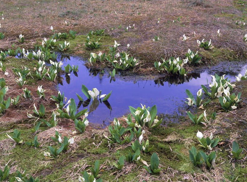 无人,横图,俯视,室外,白天,旅游,度假,草地,草坪,美景,植物,日本,亚洲,池塘,景观,娱乐,草,绿色,白色,自然,享受,休闲,景色,放松,沼泽,自然风光,东亚,本州,本州岛,日本国,东北地方,福岛,福岛县,臭菘,彩图,高角度拍摄