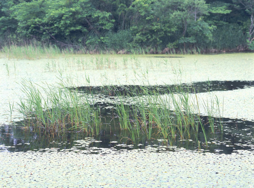 无人,横图,室外,白天,正面,旅游,度假,河流,美景,水,植物,芦苇,叶子,日本,亚洲,河水,景观,水流,粽叶,绿叶,娱乐,树,树木,绿色,自然,享受,休闲,嫩叶,景色,放松,生长,成长,自然风光,东亚,本州,本州岛,日本国,东北地方,箬叶,芦苇叶,山形,山形县,叶,叶片,彩图