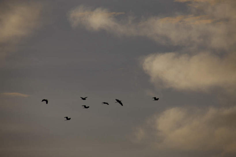 无人,横图,室外,白天,仰视,美景,鸟,许多,飞翔,伸展,张开,展翅,飞行,翅膀,鸟类,景观,云,云朵,云彩,注视,蓝色,白云,蓝天,天空,自然,天,观察,看,景色,观看,察看,关注,自然风光,张开翅膀,展开翅膀,彩图,低角度拍摄,全身