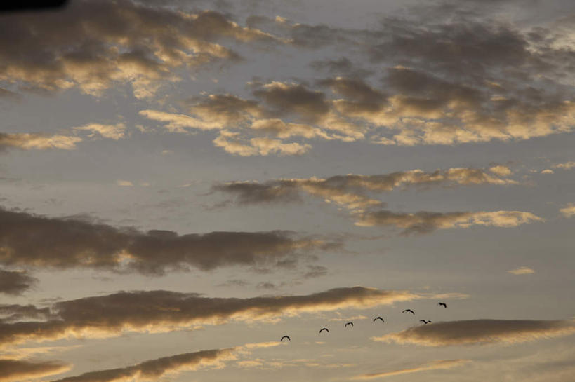 无人,横图,室外,白天,仰视,旅游,度假,美景,鸟,一排,许多,飞翔,整齐,飞行,鸟类,景观,云,云朵,云彩,娱乐,排列,蓝色,白云,蓝天,天空,自然,天,享受,休闲,景色,放松,队列,自然风光,彩图,低角度拍摄,全身