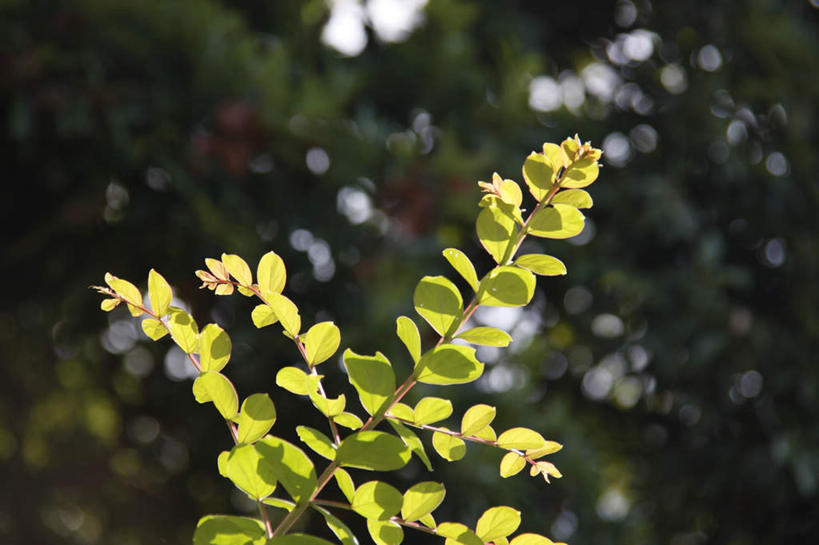 无人,横图,室外,特写,白天,正面,旅游,度假,美景,森林,树林,植物,叶子,阴影,朦胧,模糊,光线,影子,景观,绿叶,娱乐,树,树木,绿色,阳光,自然,享受,休闲,嫩叶,景色,放松,生长,成长,自然风光,叶,叶片,彩图