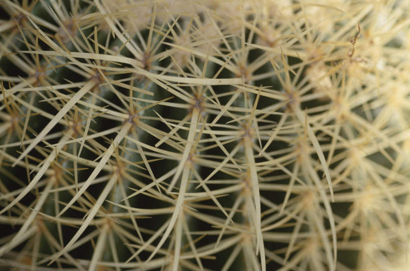 无人,横图,俯视,室外,特写,白天,旅游,度假,美景,植物,仙人掌,朦胧,模糊,火焰,景观,草药,娱乐,中药,自然,享受,休闲,景色,放松,一盆,自然风光,药材,中草药,中药材,本草,牛舌头,玉芙蓉,仙巴掌,火掌,霸王树,彩图,高角度拍摄