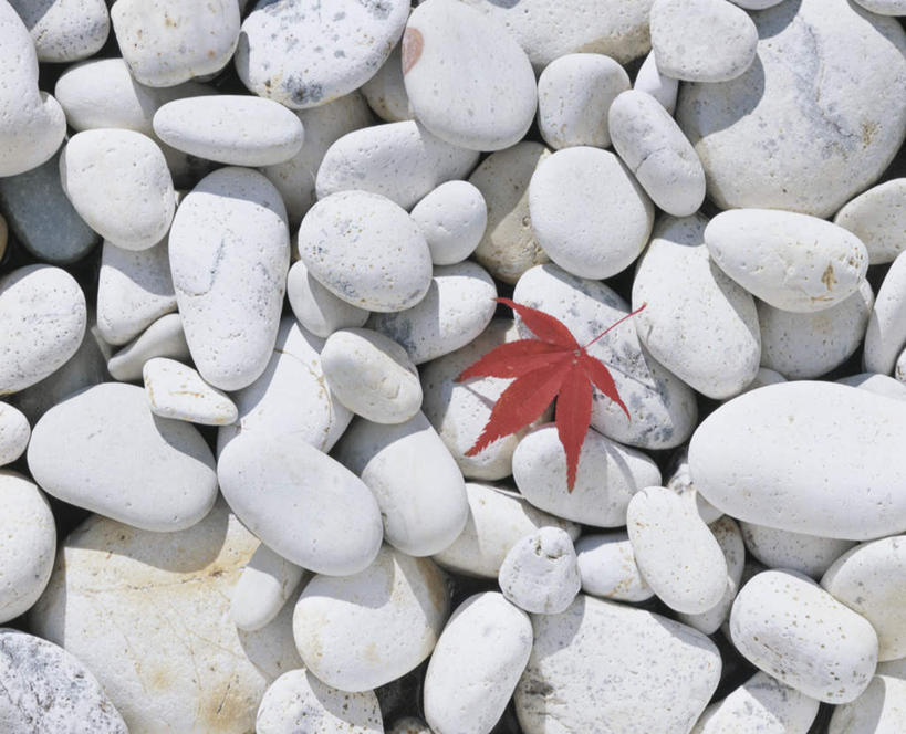 无人,横图,俯视,室外,特写,白天,旅游,度假,石头,美景,叶子,一片,石子,景观,枫叶,枯叶,落叶,娱乐,红色,白色,自然,享受,休闲,鹅卵石,景色,放松,枫树叶,自然风光,按摩石,叶,叶片,石块,彩图,高角度拍摄