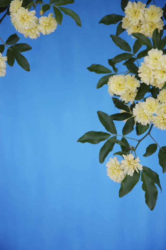 无人,竖图,室外,白天,仰视,爱情,幸福,纯洁,热情,美景,植物,玫瑰,叶子,许多,蓝色背景,盛开,景观,绿叶,玫瑰花,浪漫,花,花瓣,花朵,花卉,鲜花,蓝色,白色,蓝天,天空,自然,天,花蕊,温暖,温馨,嫩叶,景色,恩爱,摄影,影棚,和睦,自然风光,感动,尊敬,天真,刺玫花,徘徊花,叶,叶片,彩图,低角度拍摄,影棚拍摄,拍摄,融洽
