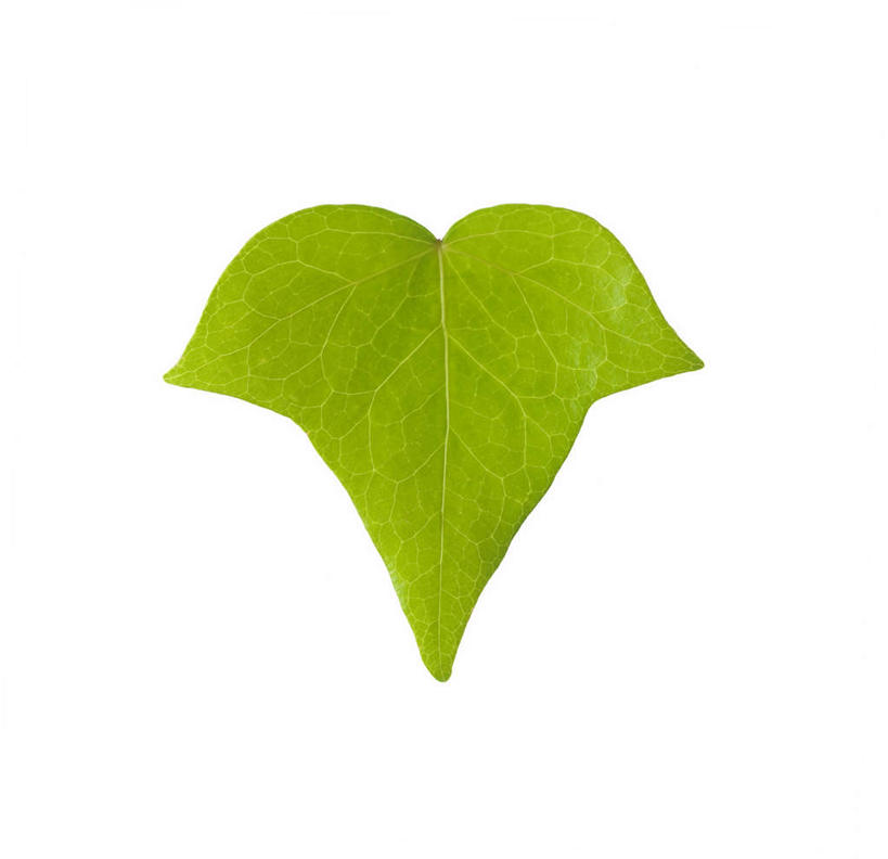 无人,横图,室内,特写,白天,白色背景,正面,植物,叶子,一片,纹理,绿叶,绿色,嫩叶,摄影,影棚,肌理,叶,叶片,叶脉,彩图,影棚拍摄,拍摄