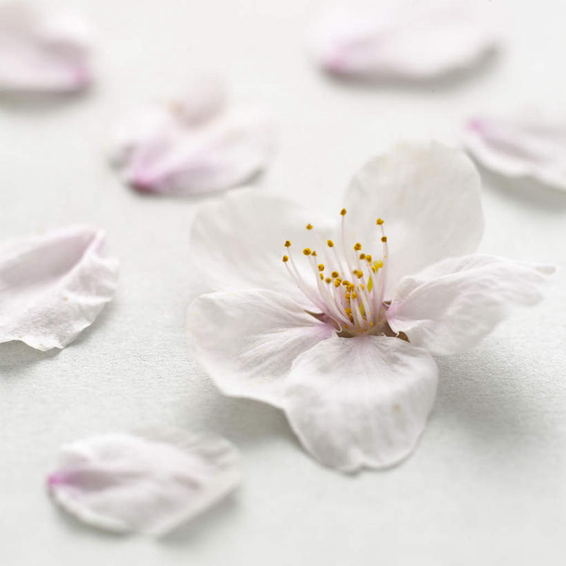 无人,方图,俯视,室内,特写,白天,白色背景,美景,桌面,桌子,樱花,许多,散落,盛开,景观,花蕾,花,花瓣,花朵,鲜花,一朵,粉色,自然,花苞,花蕊,景色,摄影,影棚,自然风光,仙樱花,福岛樱,青肤樱,荆桃,彩图,高角度拍摄,影棚拍摄,拍摄