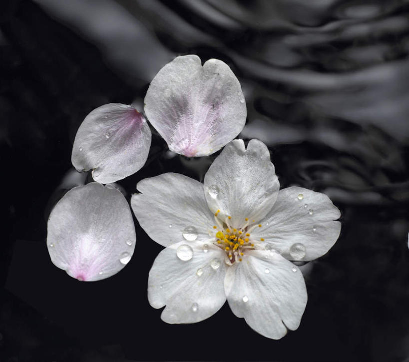 无人,方图,俯视,室内,特写,白天,美景,水,植物,樱花,波纹,朦胧,模糊,漂浮,盛开,液体,景观,水滴,水珠,花,花瓣,花朵,花卉,鲜花,一朵,粉色,水纹,自然,波浪,露珠,花蕊,景色,自然风光,仙樱花,福岛樱,青肤樱,荆桃,彩图,高角度拍摄