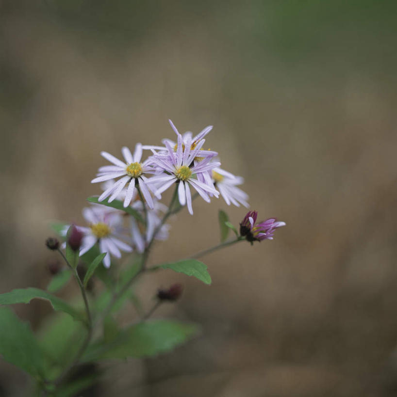 无人,竖图,俯视,室外,特写,白天,爱情,旅游,度假,美景,植物,叶子,东京,日本,亚洲,许多,朦胧,模糊,盛开,景观,绿叶,娱乐,花,花瓣,花朵,花卉,鲜花,紫色,自然,花蕊,享受,休闲,嫩叶,菊花,景色,放松,吉祥,自然风光,东亚,本州,关东地方,本州岛,日本国,东京都,高洁,长寿,怀恋,清净,真情,寿客,秋菊,叶,叶片,彩图,高角度拍摄