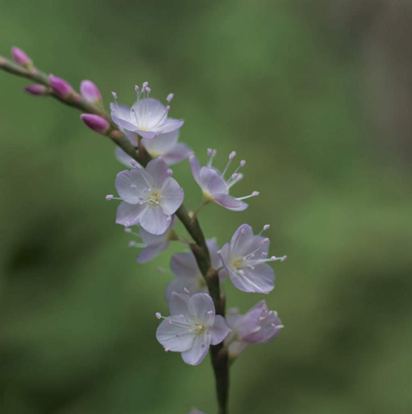无人,竖图,室外,特写,白天,正面,旅游,度假,美景,植物,樱花,东京,日本,亚洲,许多,朦胧,模糊,盛开,景观,娱乐,花,花瓣,花朵,花卉,鲜花,蓝色,自然,花蕊,享受,休闲,景色,放松,自然风光,东亚,本州,关东地方,本州岛,日本国,东京都,仙樱花,福岛樱,青肤樱,荆桃,彩图