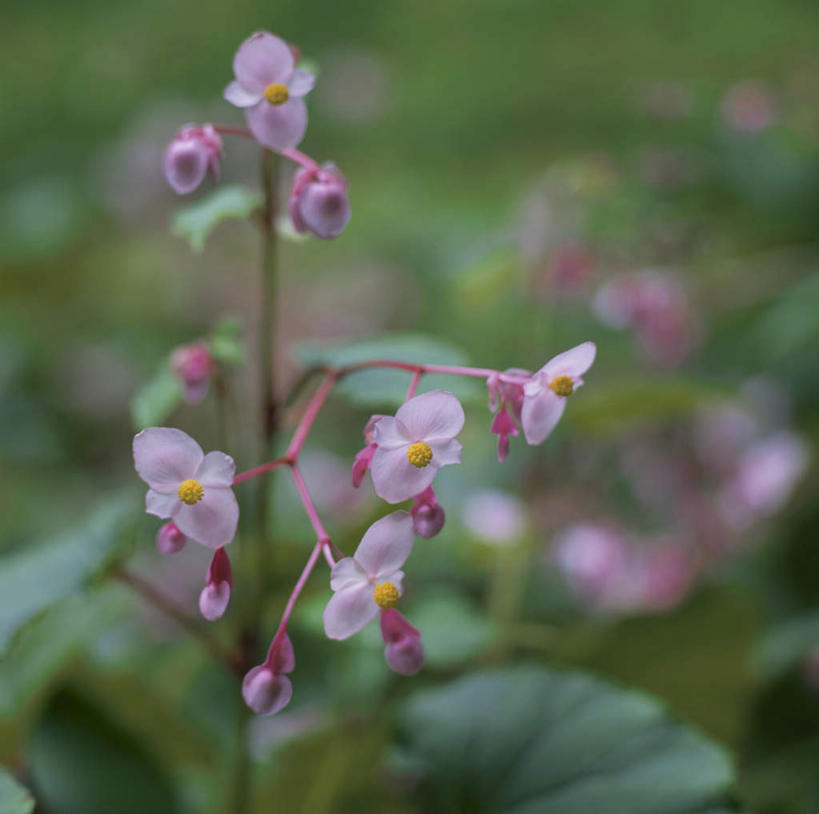 无人,方图,俯视,室外,特写,白天,旅游,度假,美景,植物,叶子,东京,日本,亚洲,许多,朦胧,模糊,盛开,景观,绿叶,娱乐,花,花瓣,花朵,花卉,鲜花,蓝色,自然,花蕊,享受,休闲,嫩叶,景色,放松,秋海棠,自然风光,东亚,本州,关东地方,本州岛,日本国,东京都,岩丸子,叶,叶片,彩图,高角度拍摄