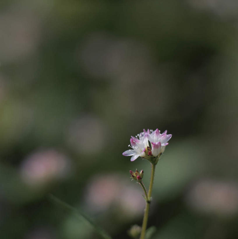 无人,竖图,室外,特写,白天,正面,旅游,度假,美景,植物,叶子,东京,日本,亚洲,许多,朦胧,模糊,盛开,景观,绿叶,娱乐,花,花瓣,花朵,花卉,鲜花,白色,自然,花蕊,享受,休闲,嫩叶,景色,放松,自然风光,东亚,本州,关东地方,本州岛,日本国,东京都,叶,叶片,胡椒,彩图