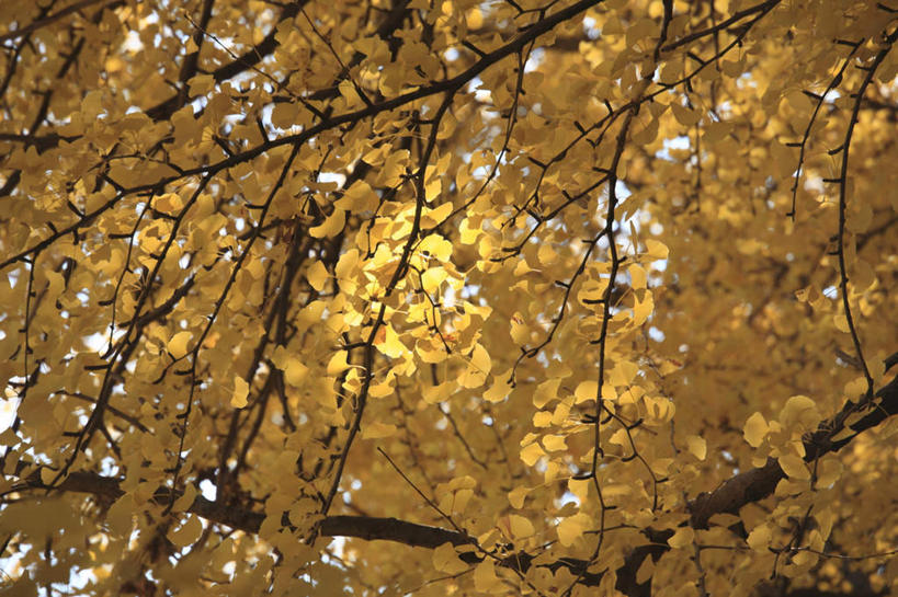 无人,横图,室外,特写,白天,仰视,旅游,度假,美景,秋季,植物,银杏树,叶子,东京,日本,亚洲,景观,草药,药草,娱乐,中药,树,树木,树叶,树枝,绿色,自然,享受,休闲,银杏叶,景色,放松,生长,成长,自然风光,药材,中草药,东亚,中药材,本草,本州,关东地方,本州岛,日本国,东京都,白果叶,鸭脚树,叶片,秋,秋天,银杏,公孙树,白果,彩图,低角度拍摄