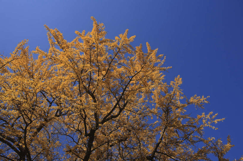 无人,横图,室外,特写,白天,仰视,旅游,度假,美景,秋季,植物,银杏树,叶子,东京,日本,亚洲,阴影,光线,影子,景观,草药,药草,娱乐,中药,树,树木,树叶,树枝,蓝色,绿色,蓝天,天空,阳光,自然,天,享受,休闲,银杏叶,景色,放松,生长,成长,自然风光,药材,中草药,东亚,中药材,本草,本州,关东地方,本州岛,日本国,东京都,白果叶,鸭脚树,叶片,秋,秋天,银杏,公孙树,白果,彩图,低角度拍摄