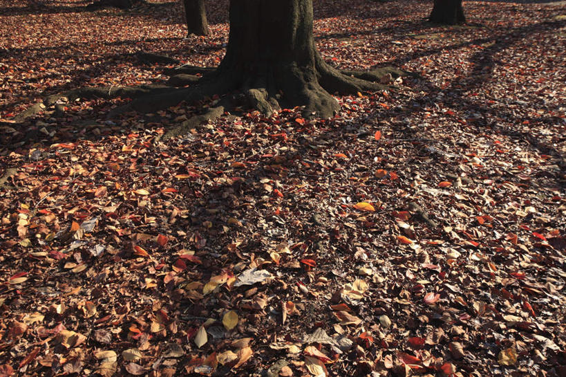 无人,横图,俯视,室外,特写,白天,旅游,度假,美景,森林,树林,植物,叶子,东京,日本,亚洲,阴影,光线,影子,景观,枯叶,落叶,娱乐,树,树木,绿色,阳光,自然,享受,休闲,景色,放松,生长,成长,自然风光,东亚,本州,关东地方,本州岛,日本国,东京都,叶,叶片,彩图,高角度拍摄