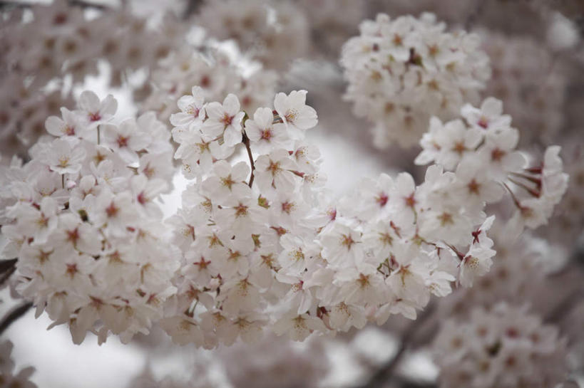 无人,横图,室外,特写,白天,仰视,旅游,度假,美景,植物,樱花,东京,日本,亚洲,许多,朦胧,模糊,盛开,景观,花蕾,娱乐,花,花瓣,花朵,鲜花,树,树木,粉色,绿色,自然,花苞,花蕊,享受,休闲,景色,放松,生长,成长,自然风光,东亚,本州,关东地方,本州岛,日本国,东京都,仙樱花,福岛樱,青肤樱,荆桃,彩图,低角度拍摄