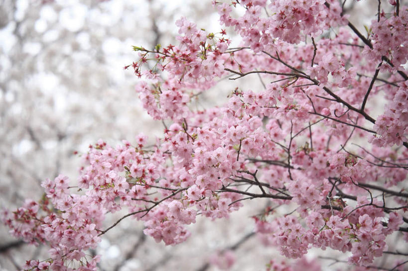 无人,横图,室外,特写,白天,仰视,旅游,度假,美景,植物,樱花,东京,日本,亚洲,许多,朦胧,模糊,盛开,景观,花蕾,娱乐,花,花瓣,花朵,鲜花,树,树木,粉色,绿色,自然,花苞,花蕊,享受,休闲,景色,放松,生长,成长,自然风光,东亚,本州,关东地方,本州岛,日本国,东京都,仙樱花,福岛樱,青肤樱,荆桃,彩图,低角度拍摄