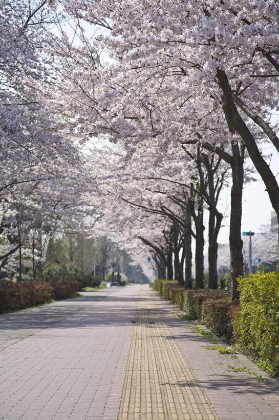 无人,竖图,室外,白天,正面,度假,美景,植物,城市风光,城市,道路,路,樱花,东京,日本,亚洲,一排,许多,阴影,整齐,盛开,光线,影子,景观,小路,交通,花蕾,娱乐,花,花瓣,花朵,鲜花,树,树木,排列,粉色,绿色,阳光,花苞,花蕊,享受,休闲,景色,放松,生长,成长,队列,东亚,本州,关东地方,本州岛,日本国,东京都,仙樱花,福岛樱,青肤樱,荆桃,彩图