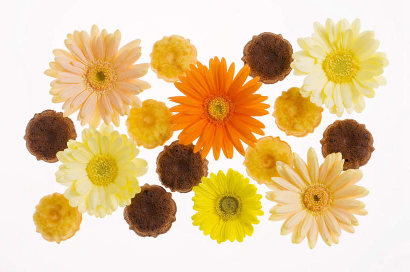 无人,横图,俯视,室内,特写,白天,白色背景,植物,许多,盛开,非洲菊,花,花瓣,花朵,花卉,鲜花,粉色,黄色,花蕊,橙色,菊花,摄影,影棚,扶郎花,灯盏花,千日菊,彩图,高角度拍摄,影棚拍摄,拍摄