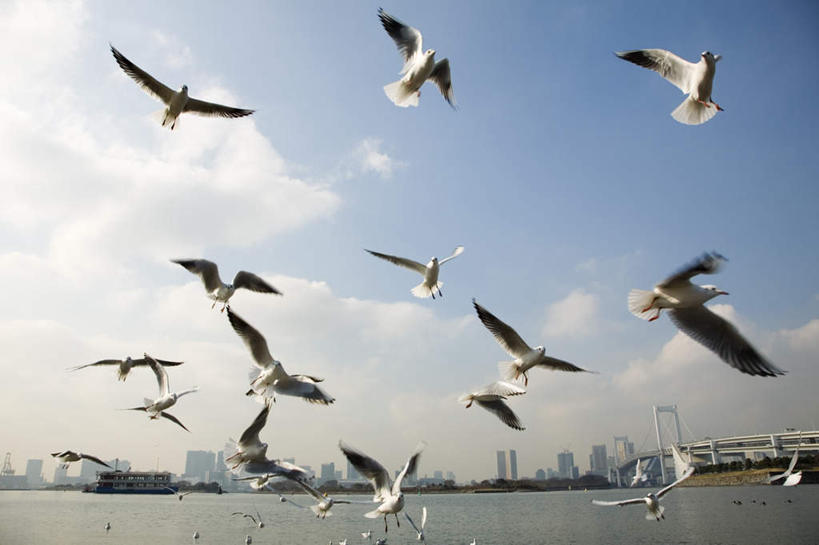 无人,横图,室外,白天,仰视,旅游,度假,海浪,海洋,标志建筑,地标,建筑,海鸥,东京,日本,亚洲,飞翔,伸展,张开,展翅,阴影,飞行,光线,翅膀,影子,浪花,云,云朵,彩虹大桥,云彩,娱乐,建设,蓝色,白云,蓝天,天空,阳光,海水,天,享受,休闲,旅游胜地,放松,晴朗,海景,东亚,张开翅膀,本州,关东地方,本州岛,日本国,东京都,日本彩虹大桥,展开翅膀,大海,风浪,海,海水的波动,近岸浪,涌浪,晴空,彩图,低角度拍摄,全身