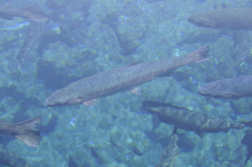 游泳,无人,横图,俯视,室外,特写,白天,旅游,度假,河流,美景,水,鳟鱼,日本,亚洲,河水,景观,水流,娱乐,自然,享受,休闲,景色,放松,自然风光,东亚,本州,本州岛,日本国,中部地方,山梨,山梨县,鮅,赤眼鱼,红目鳟,红眼棒,野草鱼,半身,彩图,高角度拍摄
