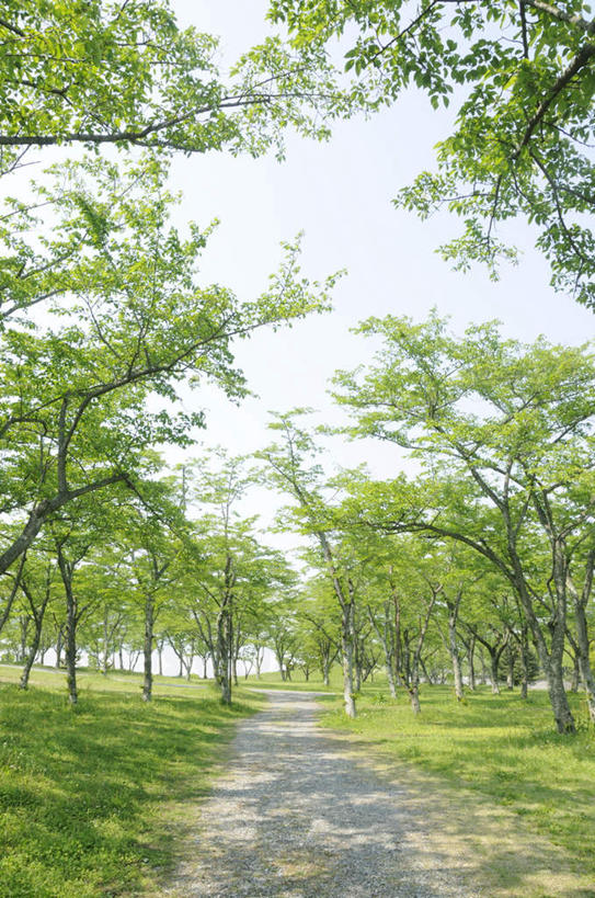 无人,竖图,室外,白天,仰视,旅游,度假,美景,植物,道路,路,静冈县,日本,亚洲,阴影,光线,影子,景观,小路,交通,娱乐,树,树木,绿色,阳光,自然,享受,休闲,景色,放松,生长,成长,自然风光,东亚,本州,本州岛,日本国,中部地方,静冈,彩图,低角度拍摄