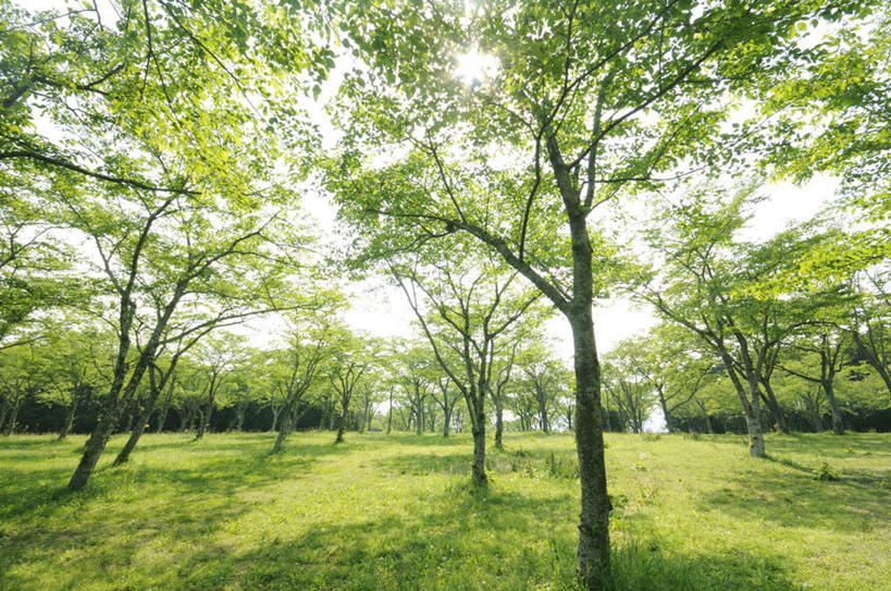 无人,横图,室外,白天,仰视,旅游,度假,草地,草坪,美景,太阳,植物,静冈县,日本,亚洲,阴影,光线,影子,景观,娱乐,草,树,树木,绿色,阳光,自然,享受,休闲,景色,放松,生长,成长,自然风光,东亚,本州,本州岛,日本国,中部地方,静冈,彩图,低角度拍摄