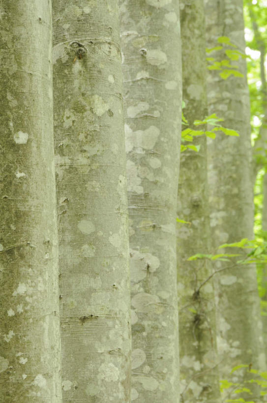 无人,竖图,室外,特写,白天,正面,旅游,度假,美景,森林,树林,植物,日本,亚洲,一排,整齐,景观,娱乐,树,树木,排列,绿色,自然,享受,休闲,景色,放松,生长,成长,队列,自然风光,东亚,山毛榉,本州,本州岛,日本国,中部地方,新潟,新潟县,麻栎金刚,山毛榉树,彩图