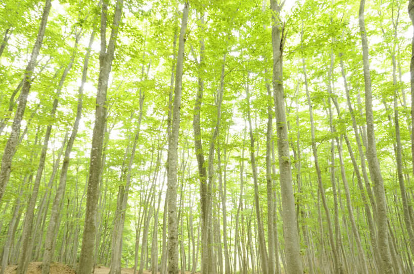 无人,横图,室外,白天,仰视,旅游,度假,美景,植物,日本,亚洲,阴影,光线,影子,景观,娱乐,树,树干,树木,绿色,阳光,自然,享受,休闲,景色,放松,生长,成长,自然风光,东亚,山毛榉,本州,本州岛,日本国,中部地方,新潟,新潟县,麻栎金刚,山毛榉树,彩图,低角度拍摄