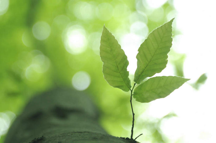 无人,横图,室外,特写,白天,仰视,旅游,度假,美景,森林,树林,植物,叶子,日本,亚洲,朦胧,模糊,景观,绿叶,娱乐,树,树干,树木,绿色,自然,享受,休闲,嫩叶,景色,放松,生长,成长,自然风光,东亚,本州,本州岛,日本国,中部地方,新潟,新潟县,叶,叶片,彩图,低角度拍摄